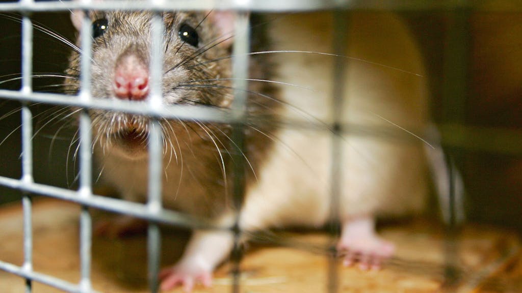 Eine Ratte schaut aus einem Käfig heraus, hier im Juli 2005.