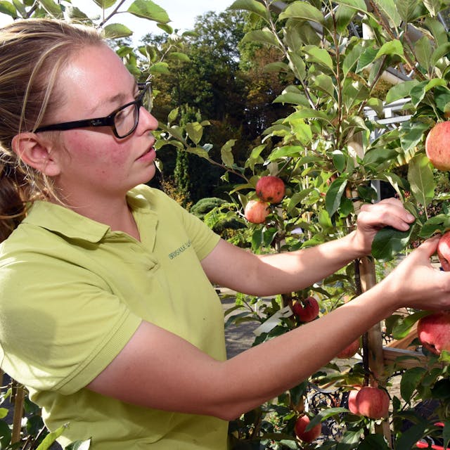Eine junge Frau schaut sich an einem Apfelbaum die roten Äpfel an, die an diesem hängen.