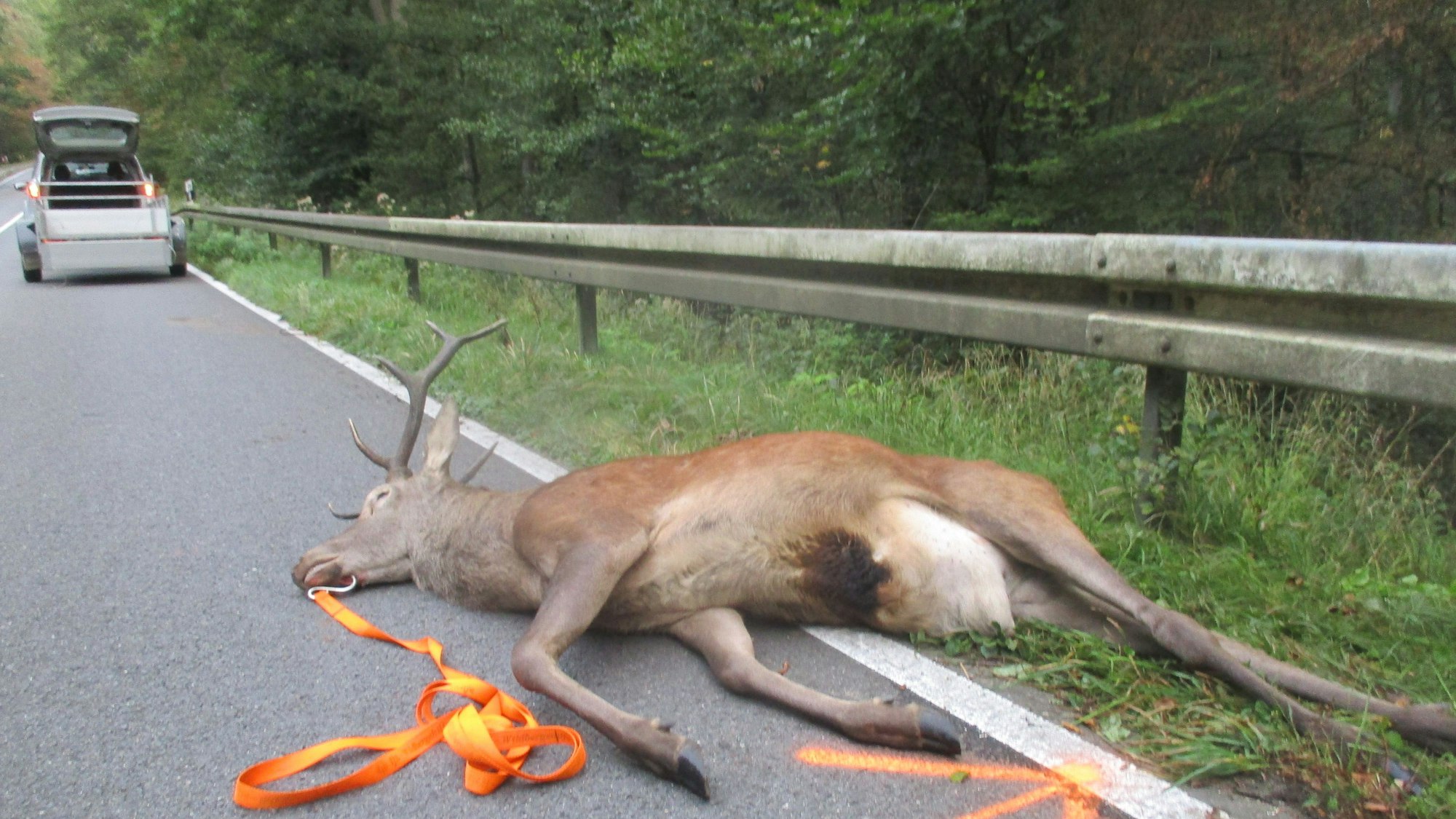 Ein toter Hirsch liegt auf der Straße.