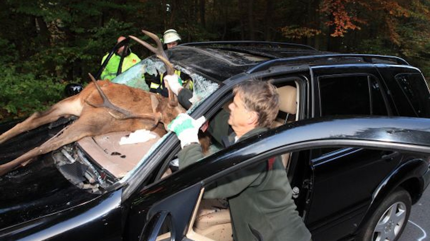 Ein toter Hirsch liegt in der Windschutzscheibe eines Autos.
