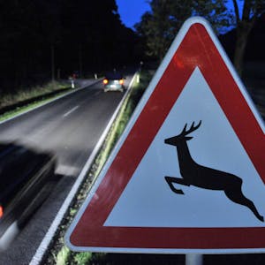 Ein „Achtung Wild!“-Verkehrszeichen steht am Rand einer Straße, auf der ein Auto fährt.