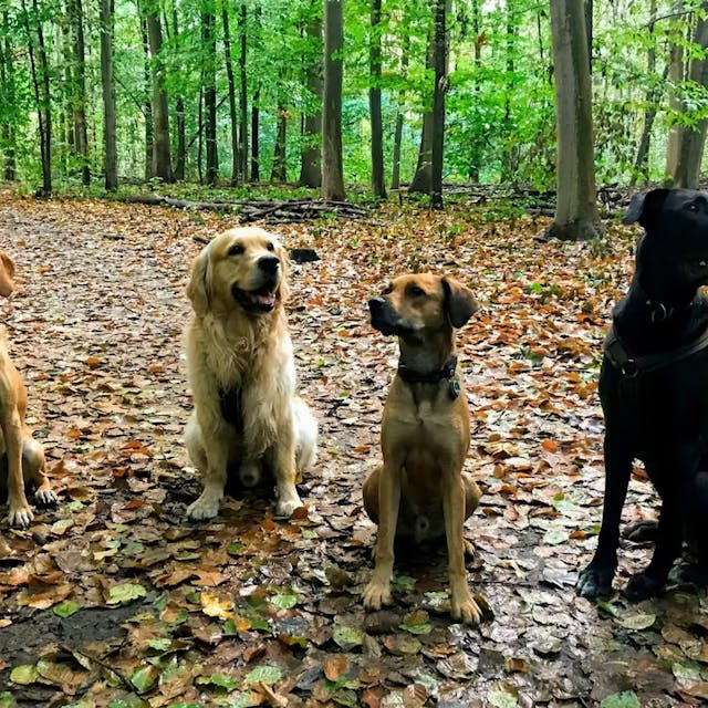 Vier Hunde sitzen nebeneinander und schauen in die Kamera.