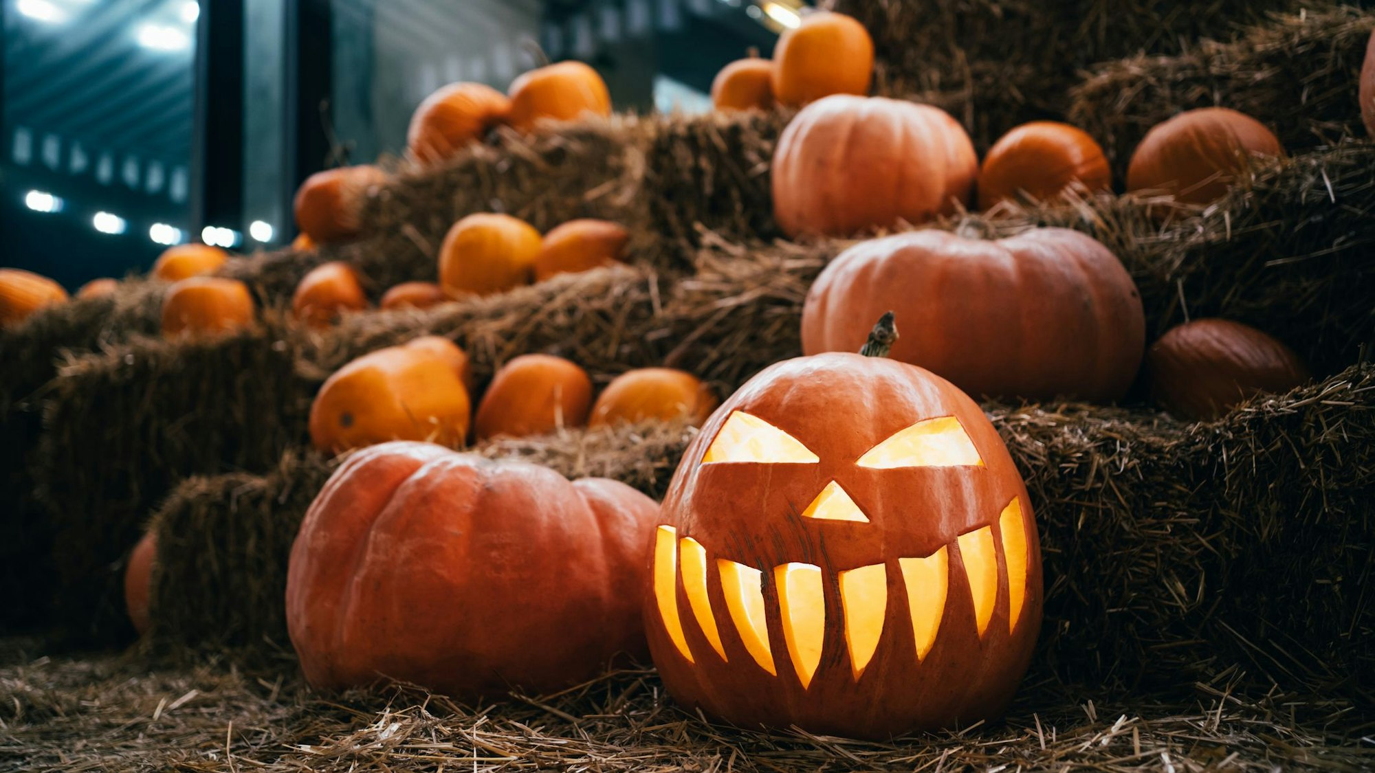 Viele Kürbisse liegen auf gestapelten Heuballen. Ganz vorne steht ein gruselig geschnitzter Halloween-Kürbis.