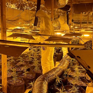 In weißen Kunststoffanzügen begutachten die LKA-Experten die Funde. Zahlreiche Gefäße mit Cannabispflanzen, Stromleitungen und Luftschläuche sind zu sehen.
