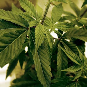 Marihuana-Pflanzen wachsen in einem Labor in Cottage Grove, USA.&nbsp;