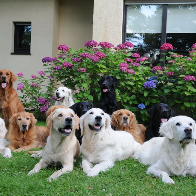 Golden Retriever und Labrador Retriever in verschiedenen Farben sitzen und liegen im Garten.&nbsp;