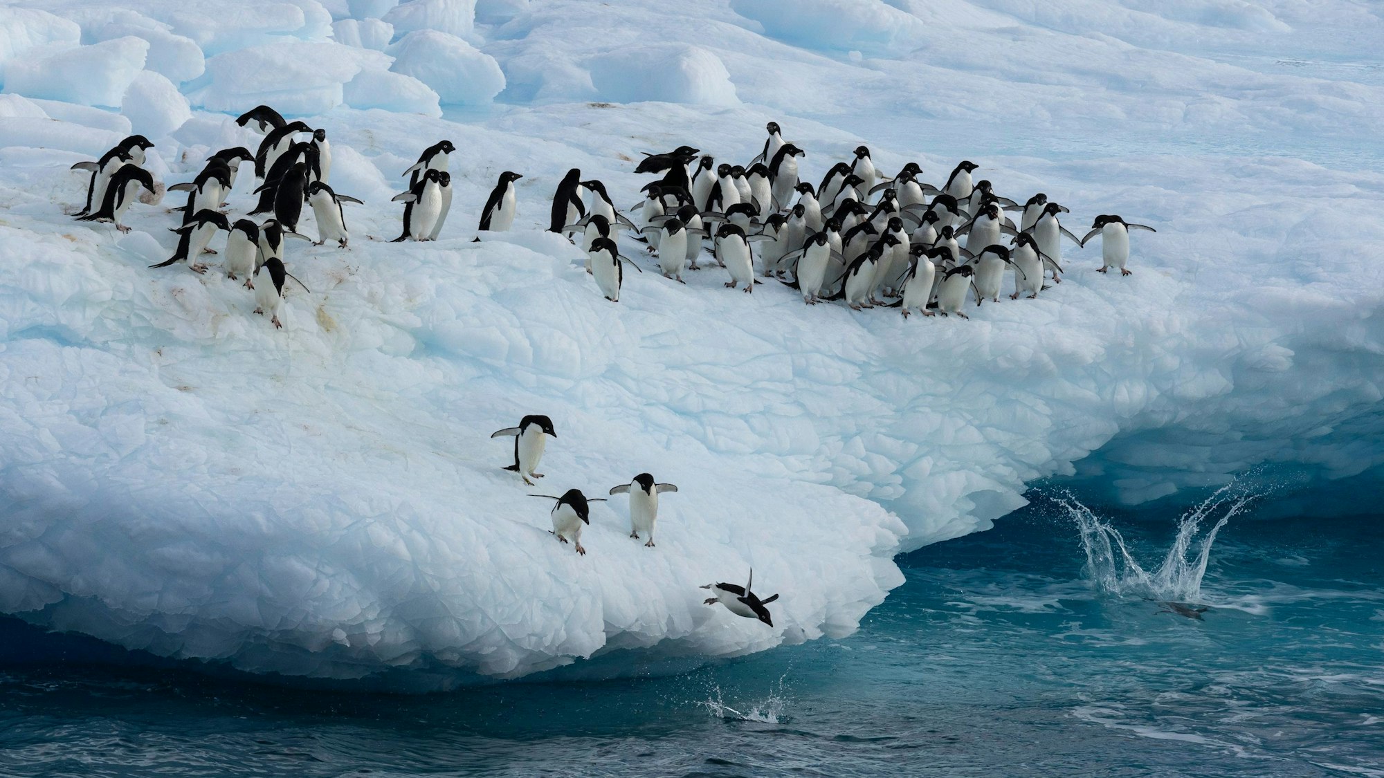 Kaiserpinguine im Weddellmeer. Im australischen Hobart startet am 16.10.2023 die zweiwöchige Jahrestagung der Antarktis-Kommission CCAMLR. Eines der Hauptthemen auf der Agenda ist erneut die Ausweisung von drei groß angelegten Meeresschutzgebieten (MPAs), darunter im Weddellmeer.