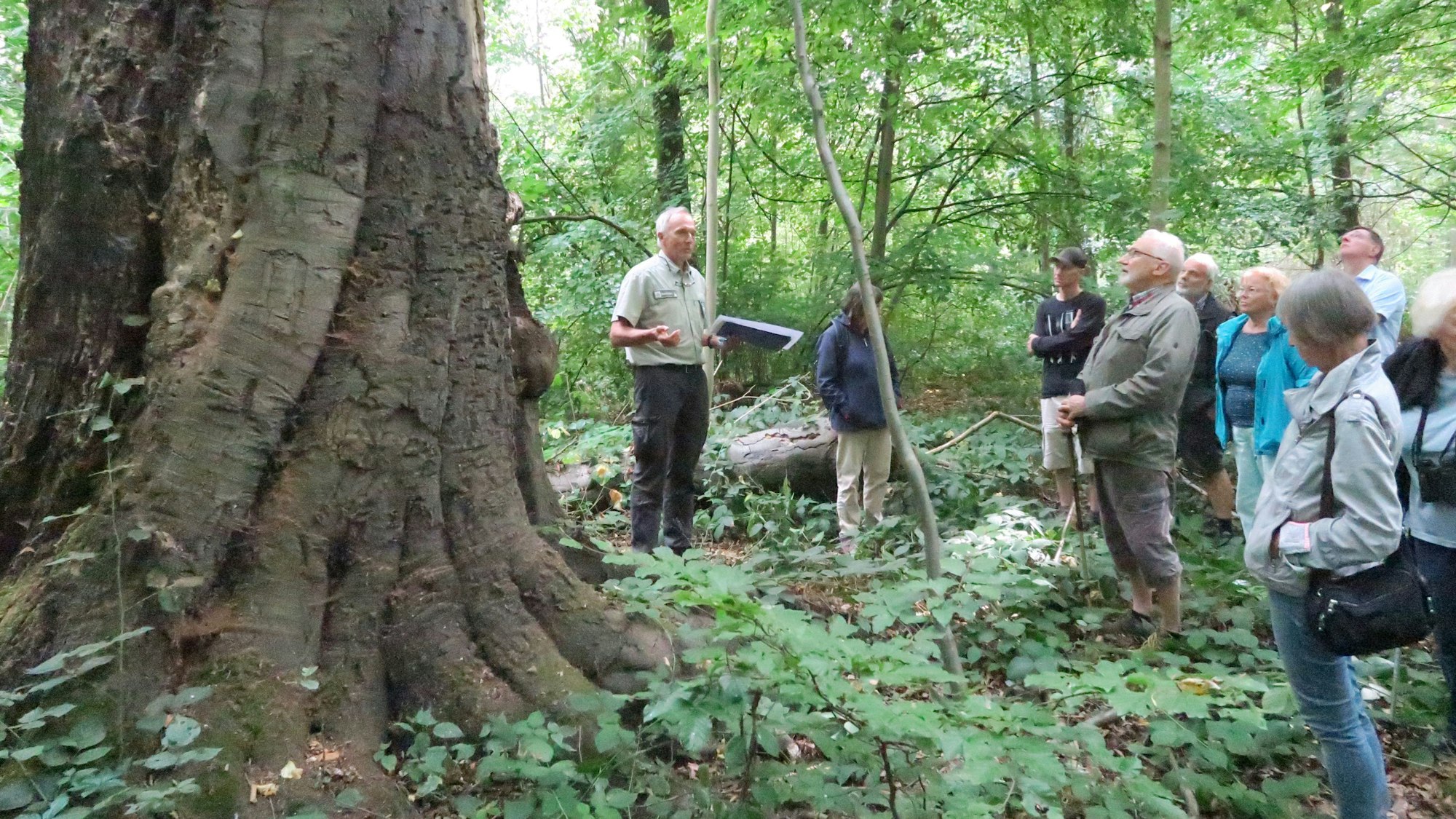 das Foto zeigt Markus Bouwman, Leiter der städtischen Forstverwaltung, während einer Führung neben einem rund 250 Jahre alten „Methusalem-Baum“.