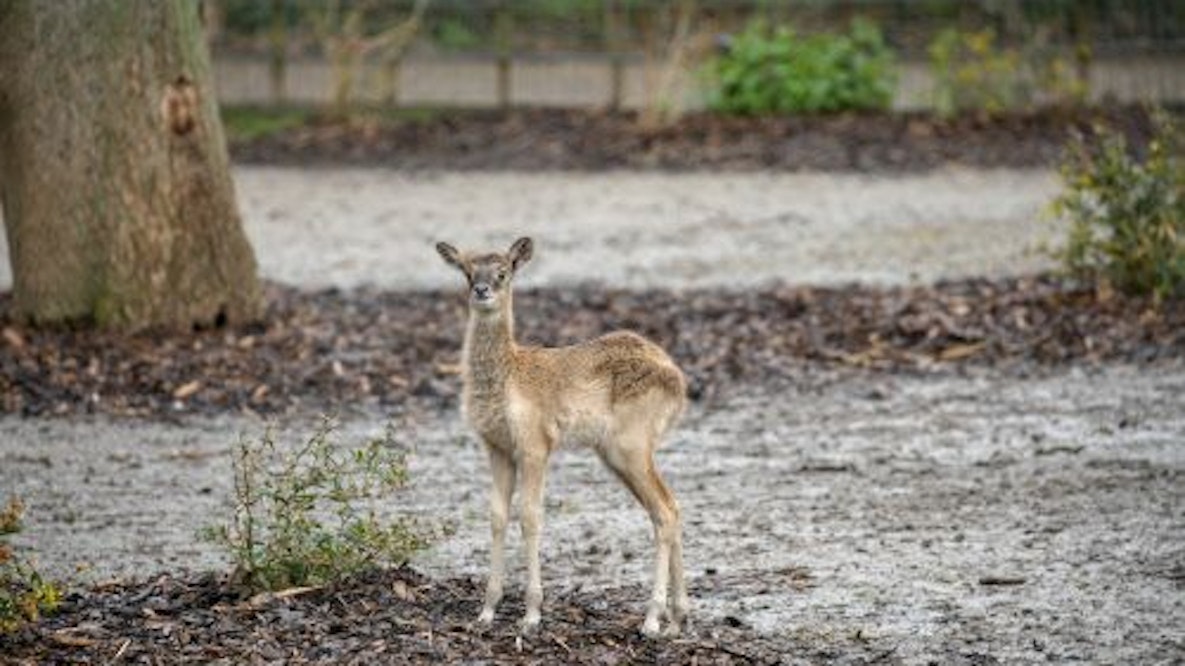 Zu sehen ist das neue Jungtier bei den Weißnacken-Moorantilopen im Kölner Zoo