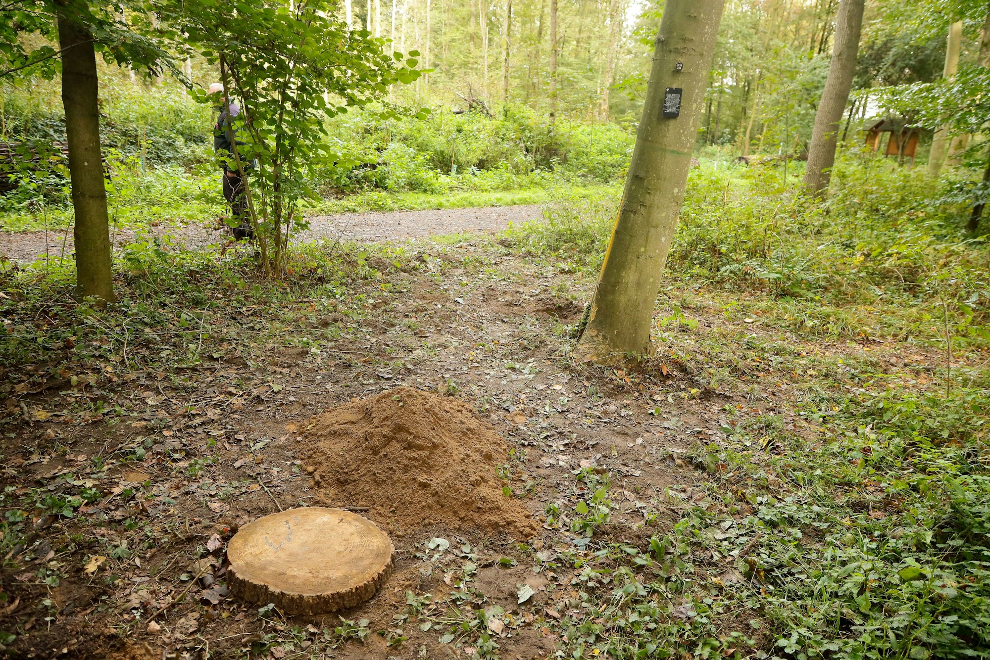 Ein Erdhaufen auf Waldboden, daneben eine Baumscheibe, die ein Loch zudeckt.