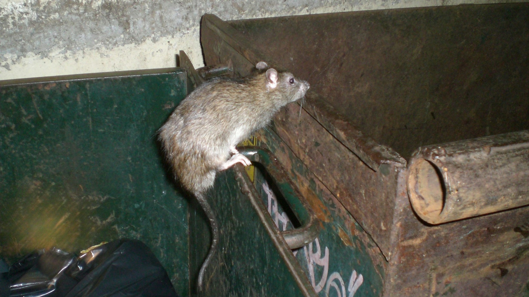Das Symbolbild zeigt eine Ratte im Sprung.