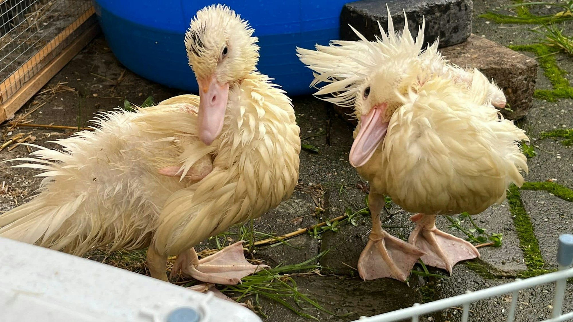 Zwei Entenküken stehen auf einem abgegrenzten Bereich im Tierheim.