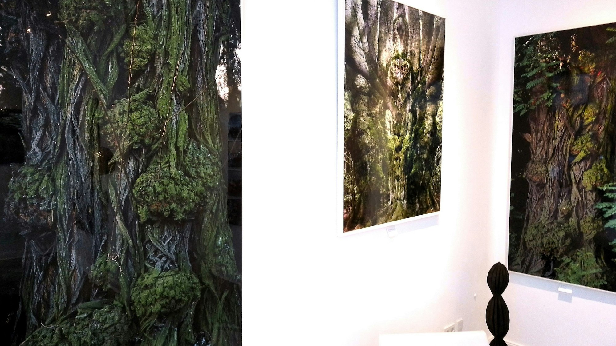 Bilder von Bäumen hängen in einer Kunstgalerie an weißen Wänden.