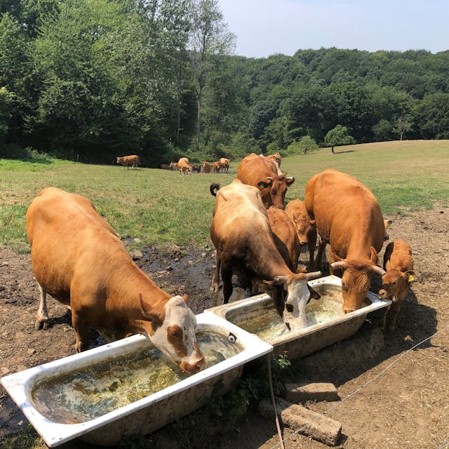 Kühe saufen Wasser aus einer Tränke.