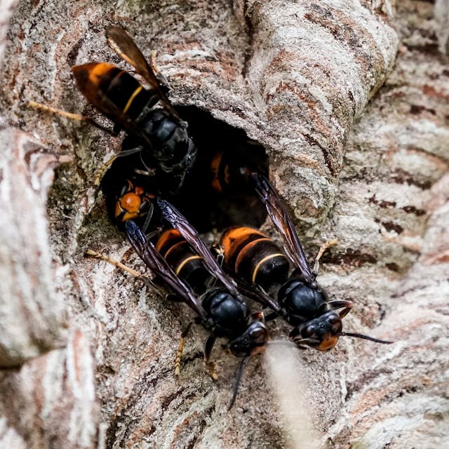 Asiatische Hornissen mit orange-schwarzen Körpern sammeln sich an einem Ausgang ihres Nestes.