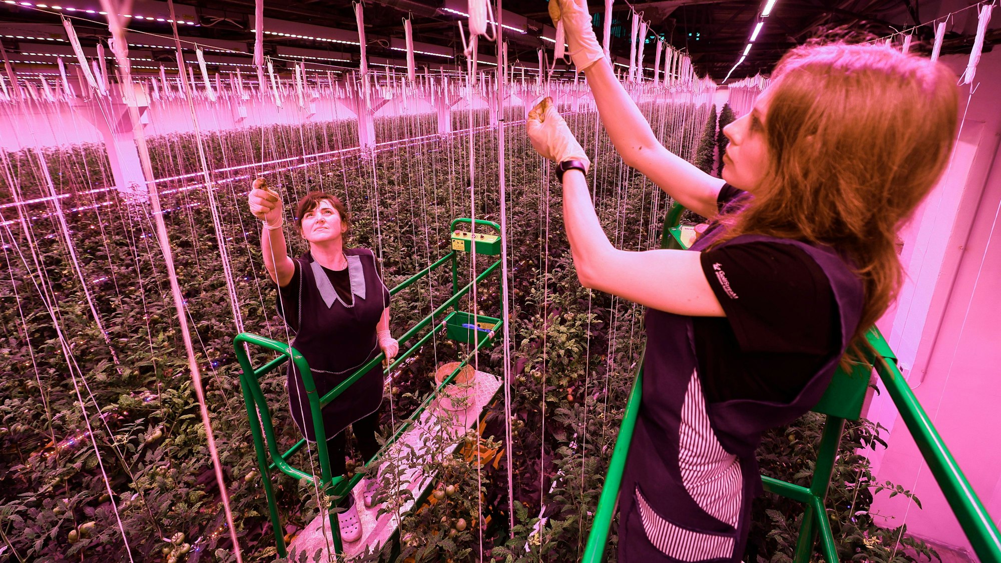 Andere Länder nutzen die Technik, hier arbeiten etwa Helferinnen an „Vertical Farming“ in Russland.