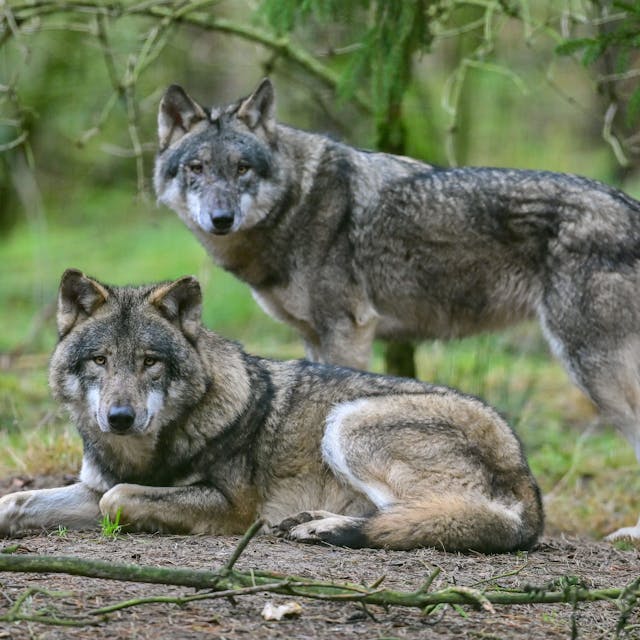 Zwei Wölfe sind zu sehen. Der vordere liegt auf dem Boden, dahinter steht ein anderer Wolf. Beide schauen in Richtung der Kamera.