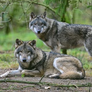 Zwei Wölfe sind zu sehen. Der vordere liegt auf dem Boden, dahinter steht ein anderer Wolf. Beide schauen in Richtung der Kamera.
