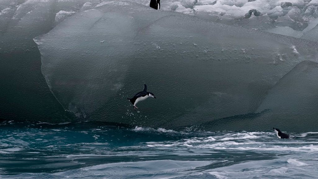Ein Zügelpinguin springt von einem Eisberg ins Südpolarmeer. Nachdem der aktuelle Vogelgrippe-Ausbruch die Antarktis erreicht hat, befürchten Umweltexpertinnen und -experten ein Massensterben von Seevögeln.