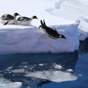 Kaiserpinguine springen von einer Eiskante ins Meer.&nbsp;
