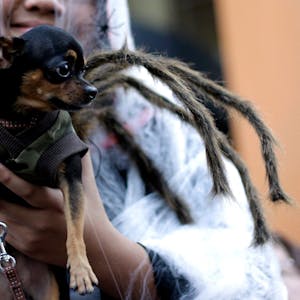 Ein kleiner Hund mit einem Spinnen -Kostüm auf der Hand eines ebenfalls verkleideten Menschen