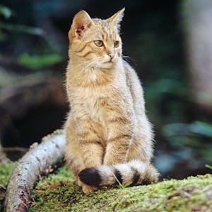 Nach mehr als 70 Jahren der Abstinenz ist die Wildkatze offenbar in die Wälder auf dem Nutscheid-Höhenzug bei Waldbröl zurückgekehrt.