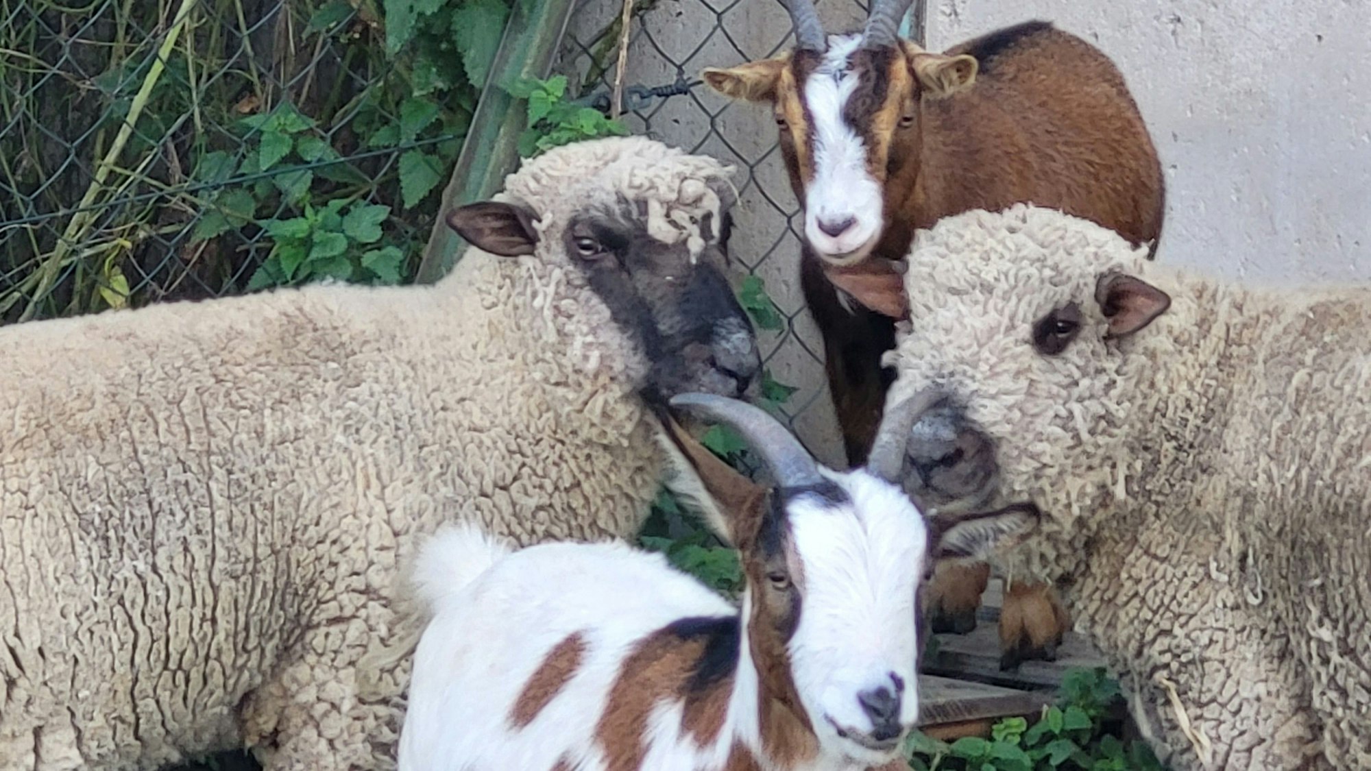 Zwei Schafe und zwei Ziegen stehen beieinander.