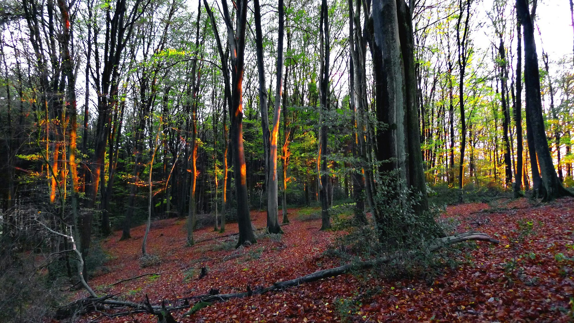 Ein Rotbuchenwald im Abendlicht.