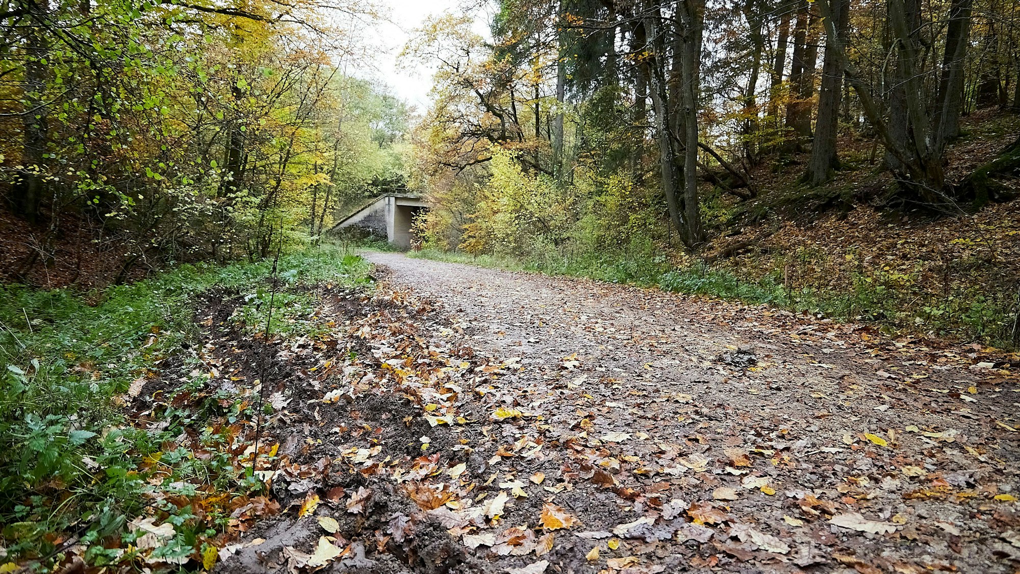Das Bild zeigt den mit Blättern bedeckten Waldweg.