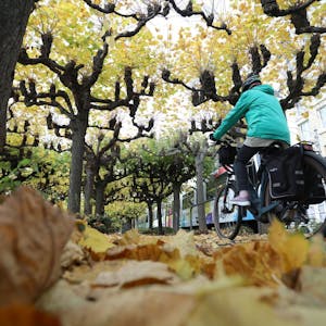 Ein Radfahrer mit grüner Jacke fährt über den Radweg an der Rheinpromenade, auf dem viel buntes Herbstlaub liegt.