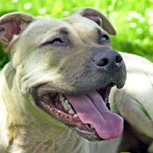 Hund der Rasse American Staffordshire Terrier