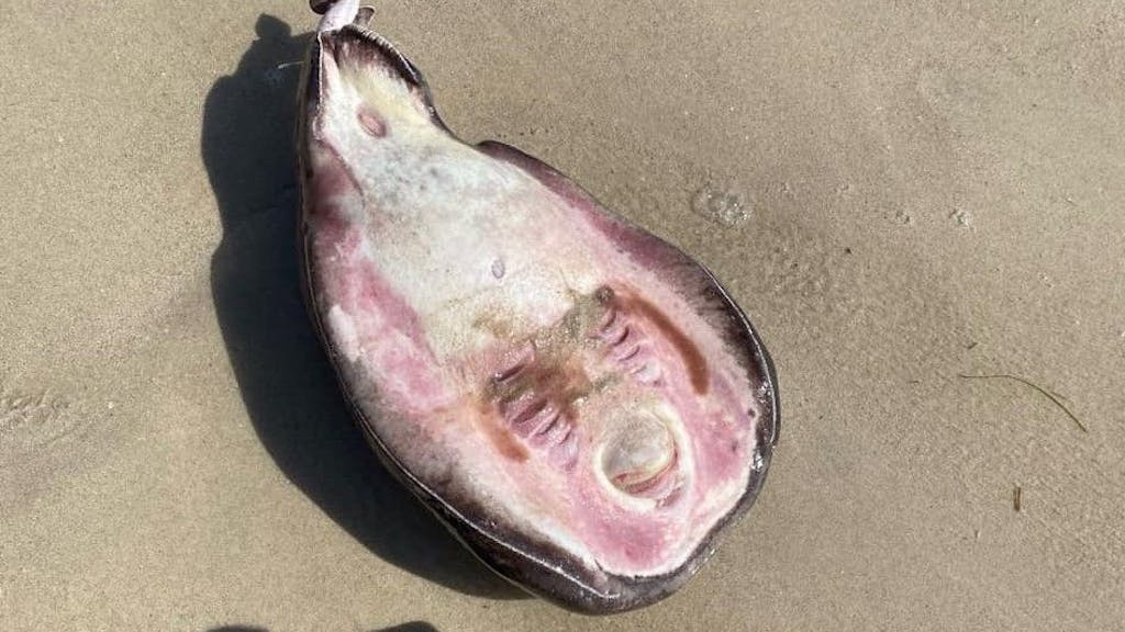 Dieses Foto hat ein Facebook-Nutzer in einer Gruppe geteilt: Am Strand von Australien hat er eine mysteriöse Kreatur zusammen mit seinem Hund gefunden.