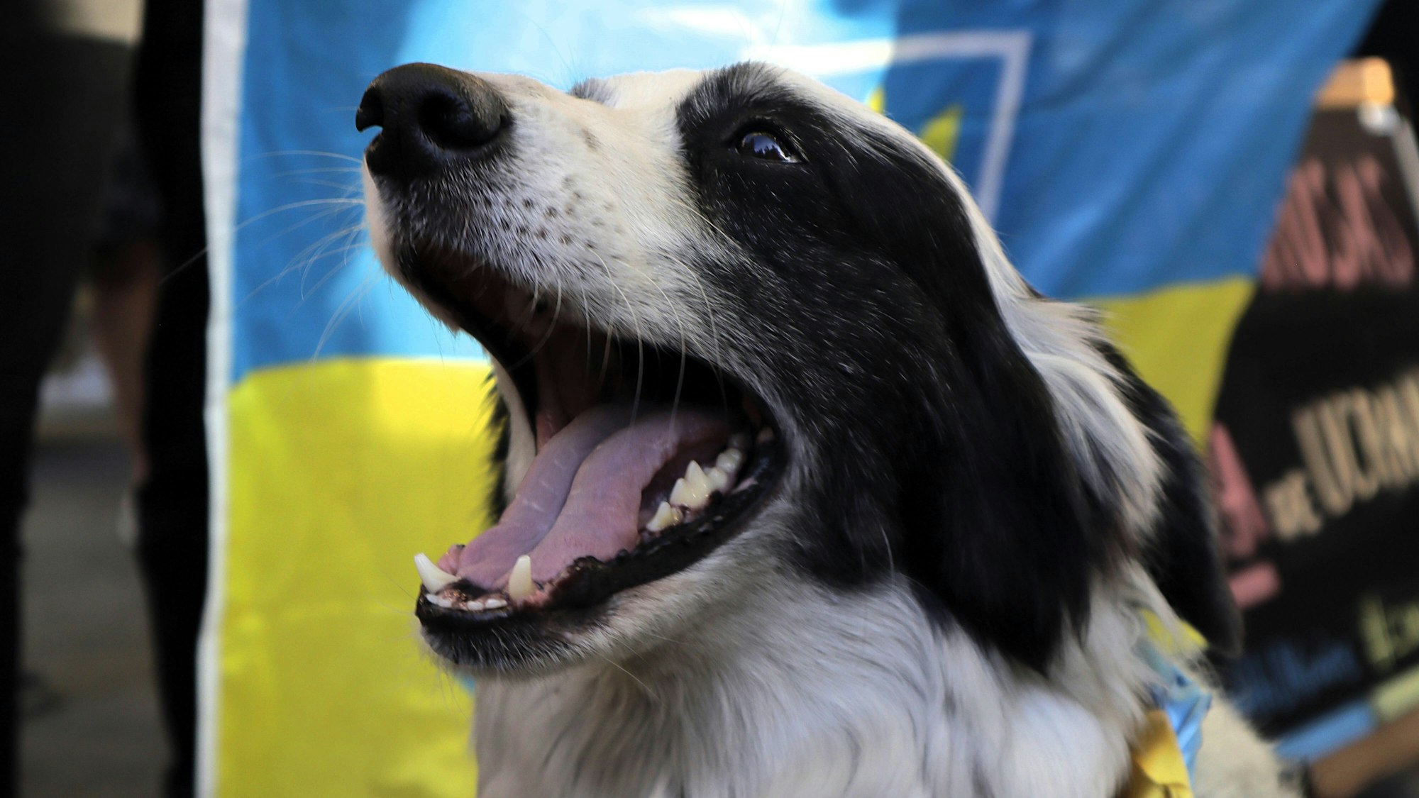 Hunde an die Macht? Wenn es nach dem ukrainischen Präsidenten Wolodymyr Selenskyj geht schon. (Archivbild)