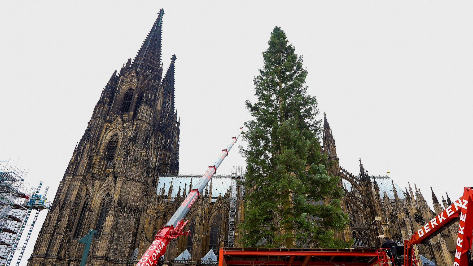 Der 25 Meter hohe Weihnachtsbaum für den Weihnachtsmarkt am Kölner Dom wird aufgebaut.