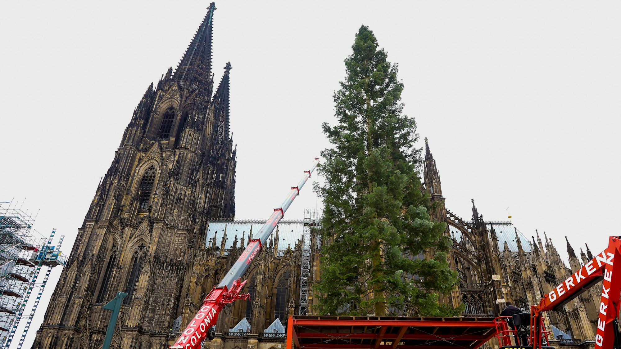 Der 25 Meter hohe Weihnachtsbaum für den Weihnachtsmarkt am Dom wird aufgebaut.
