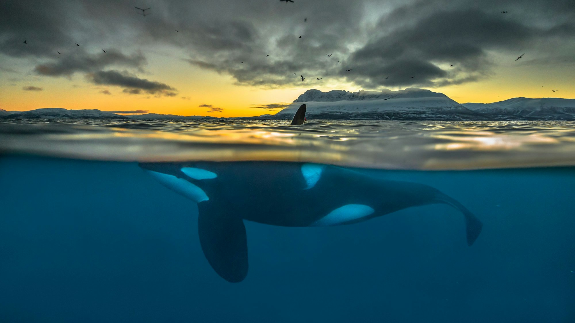 Ein Orca schwimmt im Winter 2017 die Küste Nordnorwegens entlang. Dokumentarfilmenden sind außergewöhnliche Aufnahmen der Tiere gelungen. picture alliance/dpa