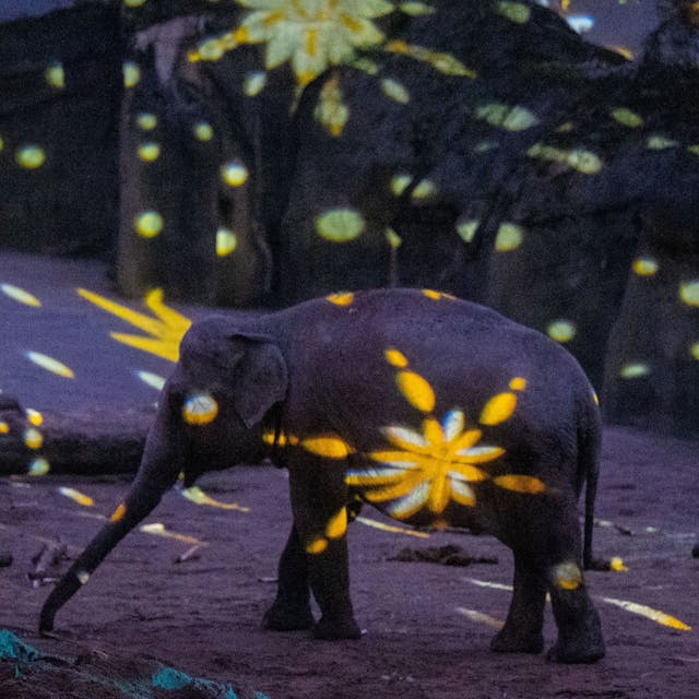 Weihnachtliche Beleuchtung und Dekoration im Zoo in der Adventszeit 2022.