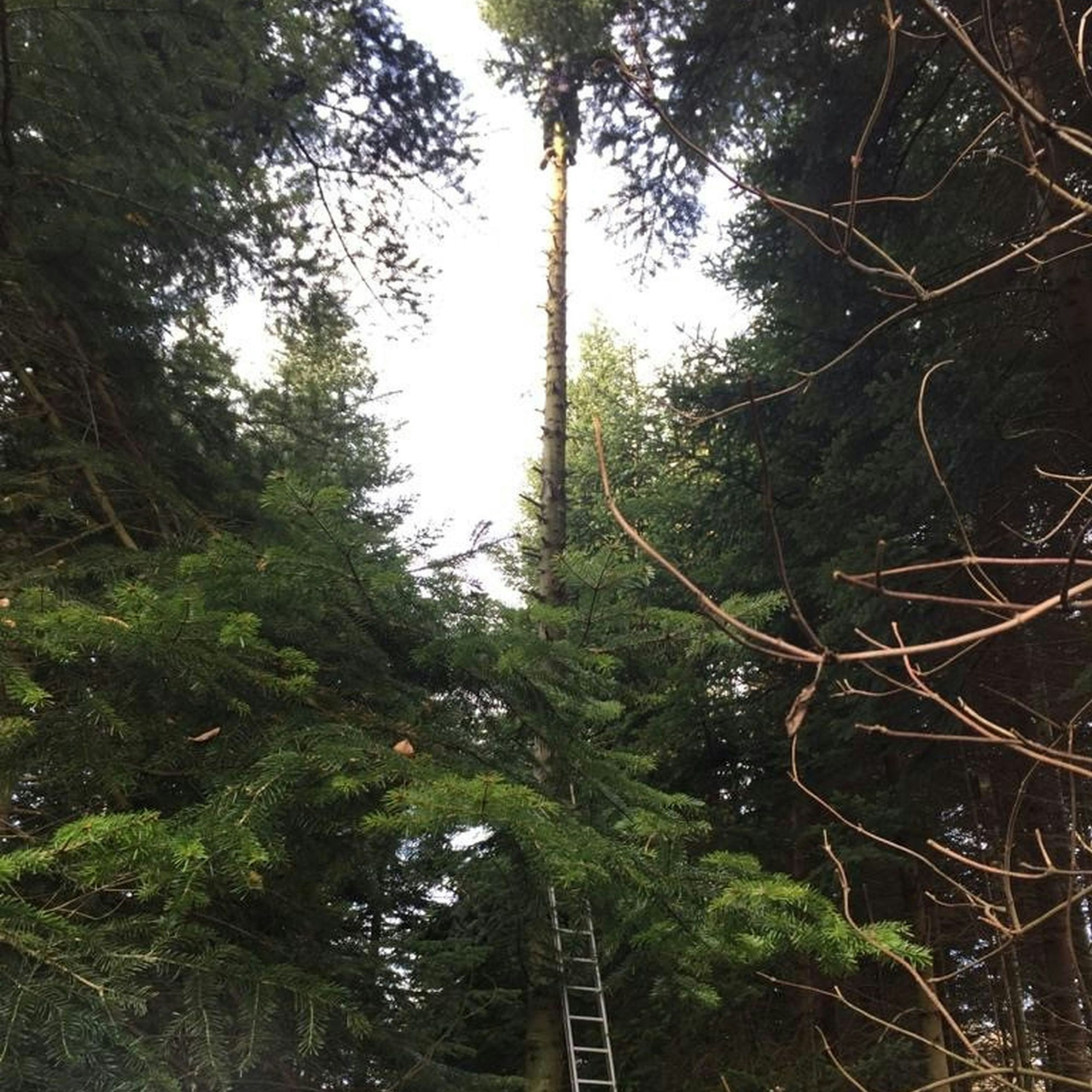 Forstgemeinschaft Henef
Tannengrünernte
Hans Willi Trost in 20 Meter Höhe auf einem Baum in seinem Wald bei Hennef-Bödingen.