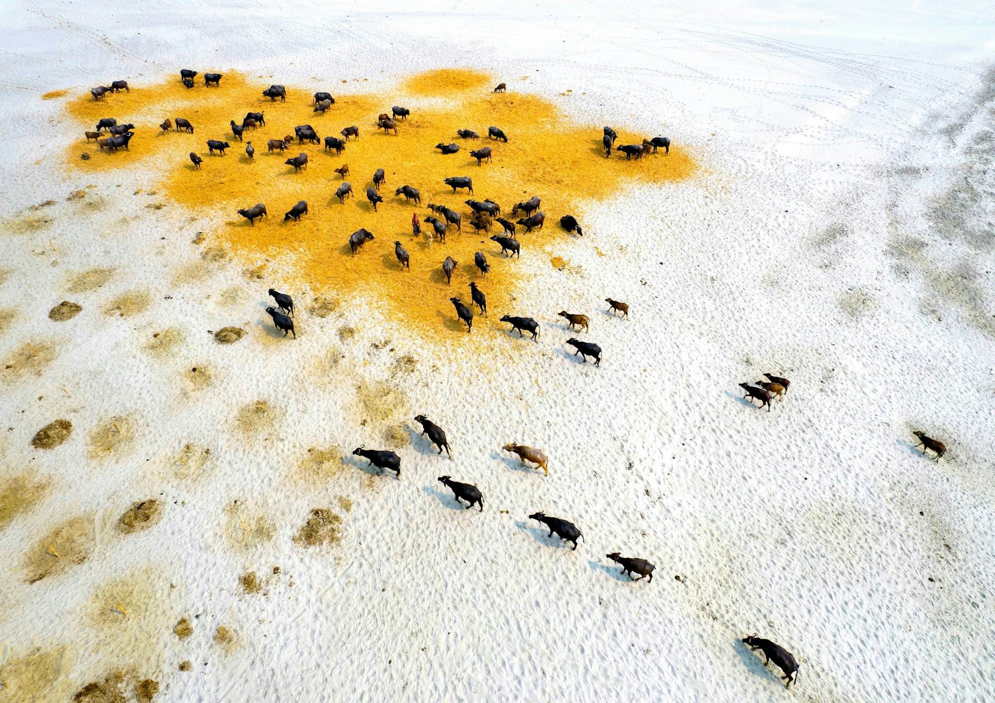 Büffel suchen während einer Dürre in Bangladesch auf ausgedörrtem Grasland nach Nahrung.