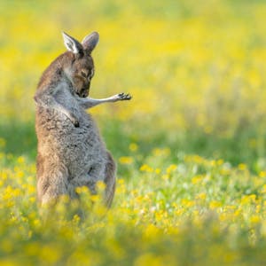 Fotograf Jason Moore hat mit seinem Luftgitarre spielenden Känguru die „Comedy Wildlife Photography Awards“ 2023 gewonnen.