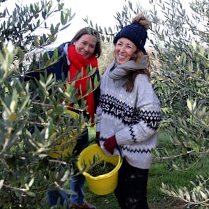 Zwei Frauen stehen in einem Olivenhain. Der Eimer, in dem sie die reifen Oliven sammeln, ist halbvoll.