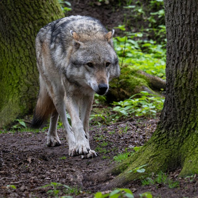 &nbsp;Ein Europäischer Grauwolfläuft zwischen Bäumen.
