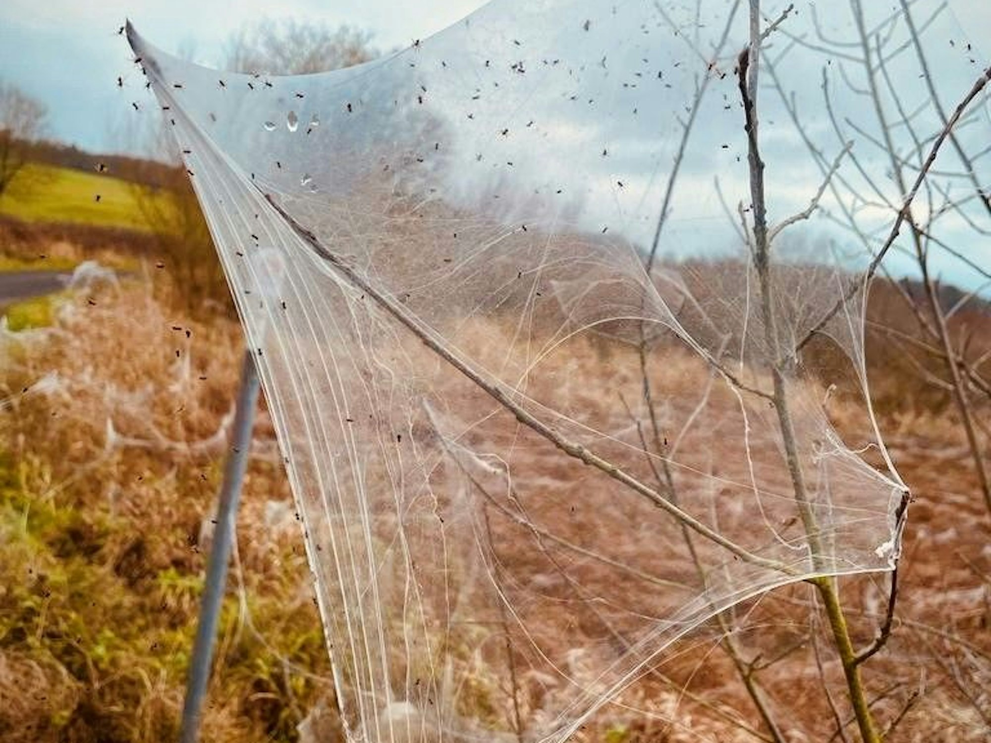 Spinnen haben dichte Spinnennetze um Äste im Naturgebiet Jungferweihe gesponnen.