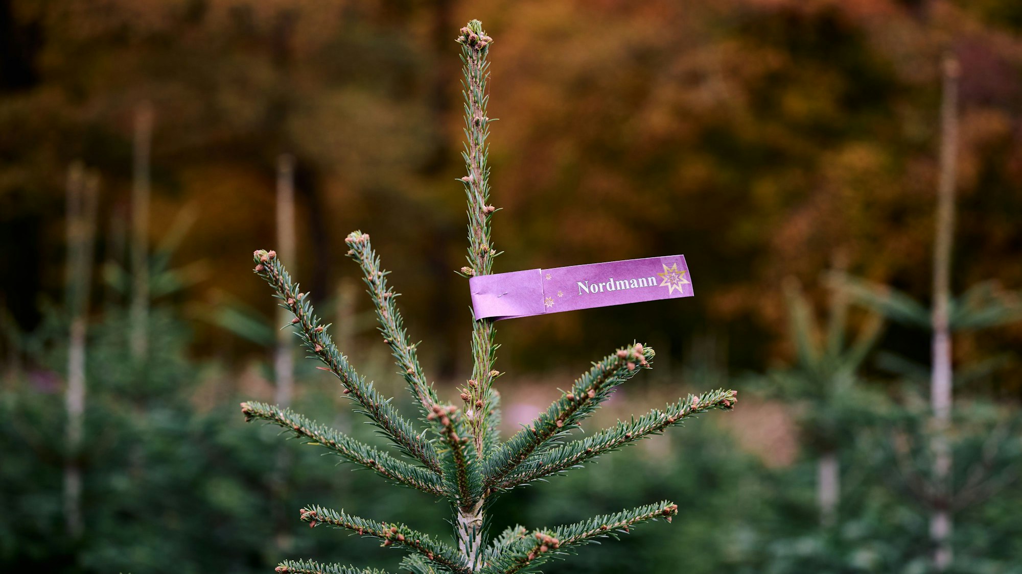 Eine Nordmanntanne wächst auf einer Anbaufläche vom Familienbetrieb Dünnebacke-Strugholz vor herbstlich verfärbtem Wald.