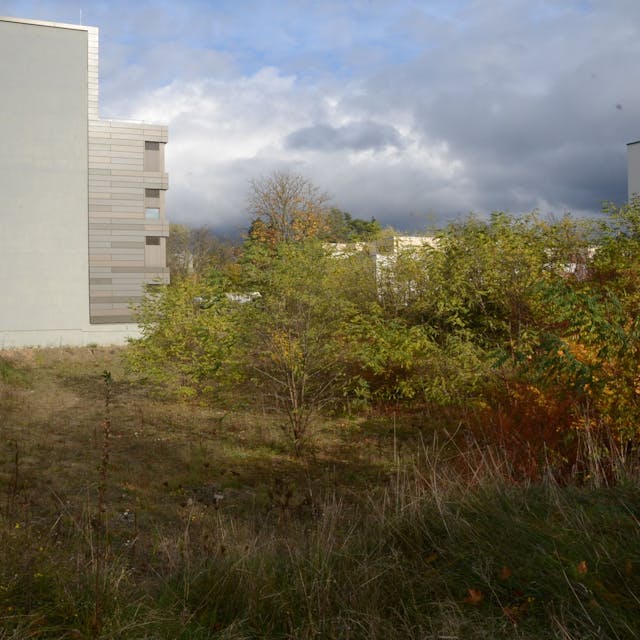 Eine Baugrube ist von dichtem Buschwerk überwuchert. Links ist die Wand eines Bürogebäudes zu sehen; sie zeigt die Umrisse des geplanten Anbaus.