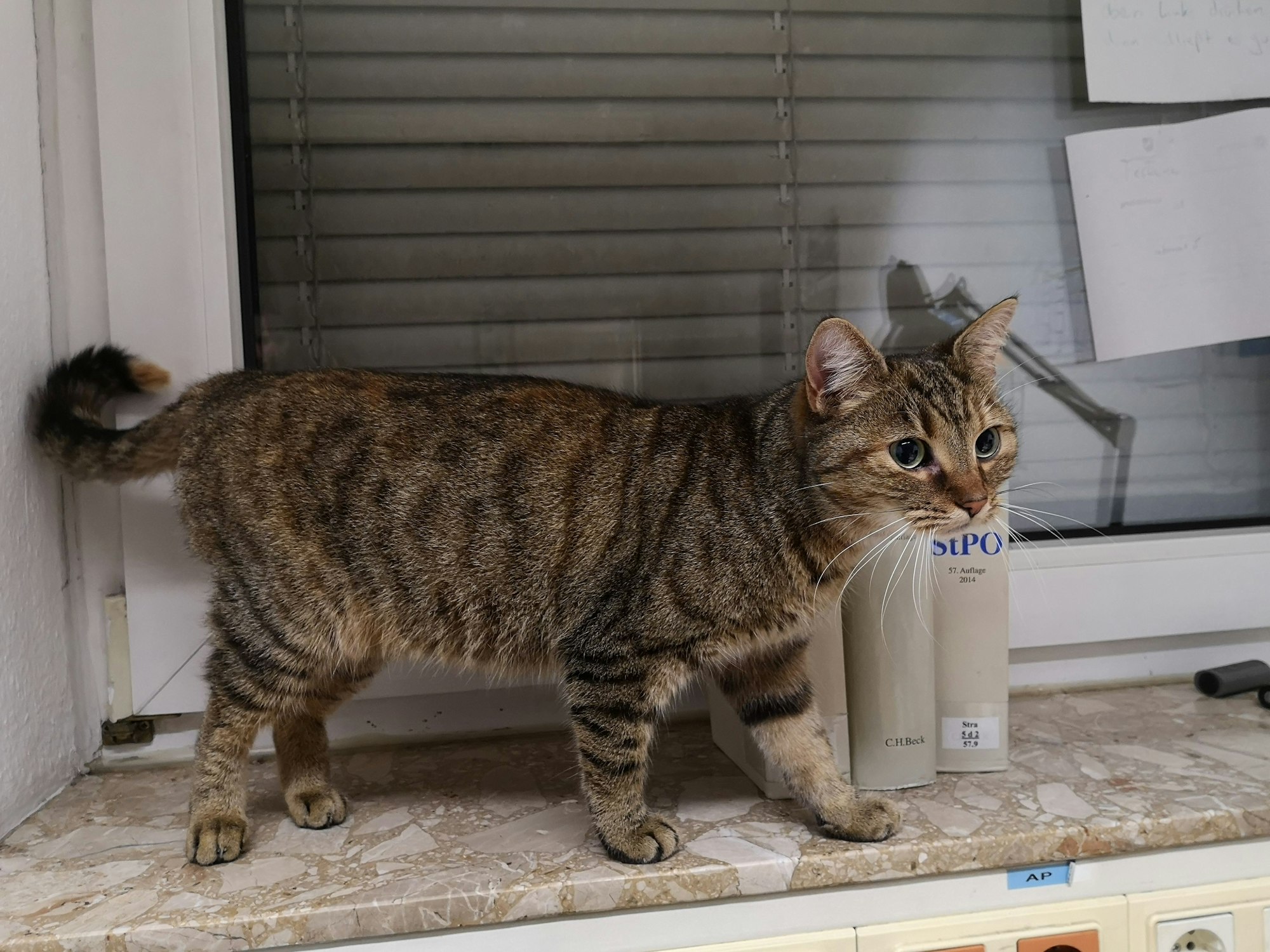 Eine seit etwa einem Jahr vermisste Katze namens Lucky wurde 60 Kilometer entfernt von ihrem Heimat gefunden. Die Polizei Garbsen gab sie nach Prüfung ihres Chips an die Besitzerin aus Bad Salzhemmendorf zurück.