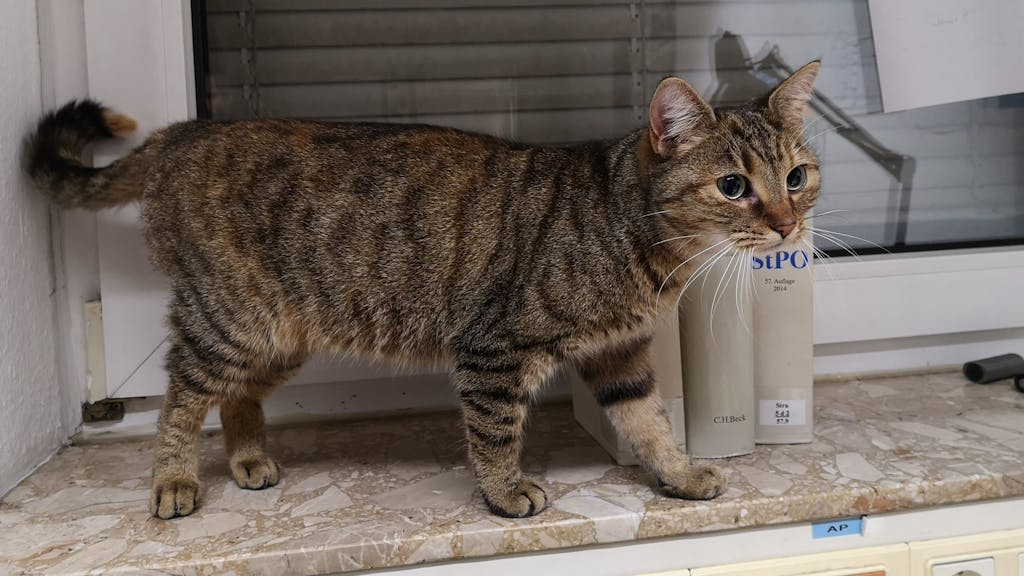 Eine seit etwa einem Jahr vermisste Katze namens Lucky wurde 60 Kilometer entfernt von ihrem Heimat gefunden. Die Polizei Garbsen gab sie nach Prüfung ihres Chips an die Besitzerin aus Bad Salzhemmendorf zurück.