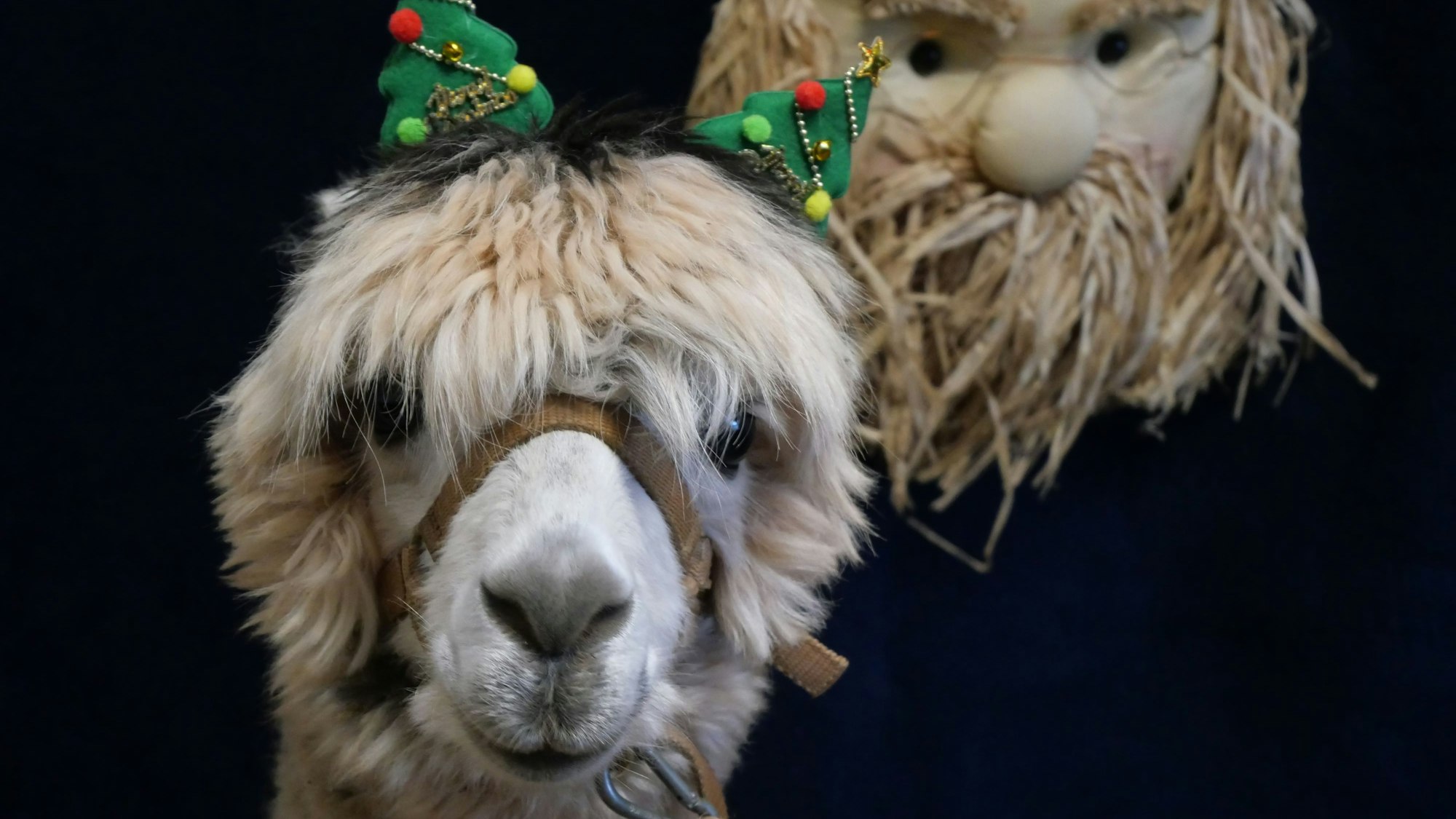 Ein Alpaka mit einem Weihnachtshaarreif auf dem Kopf schaut in die Kamera.