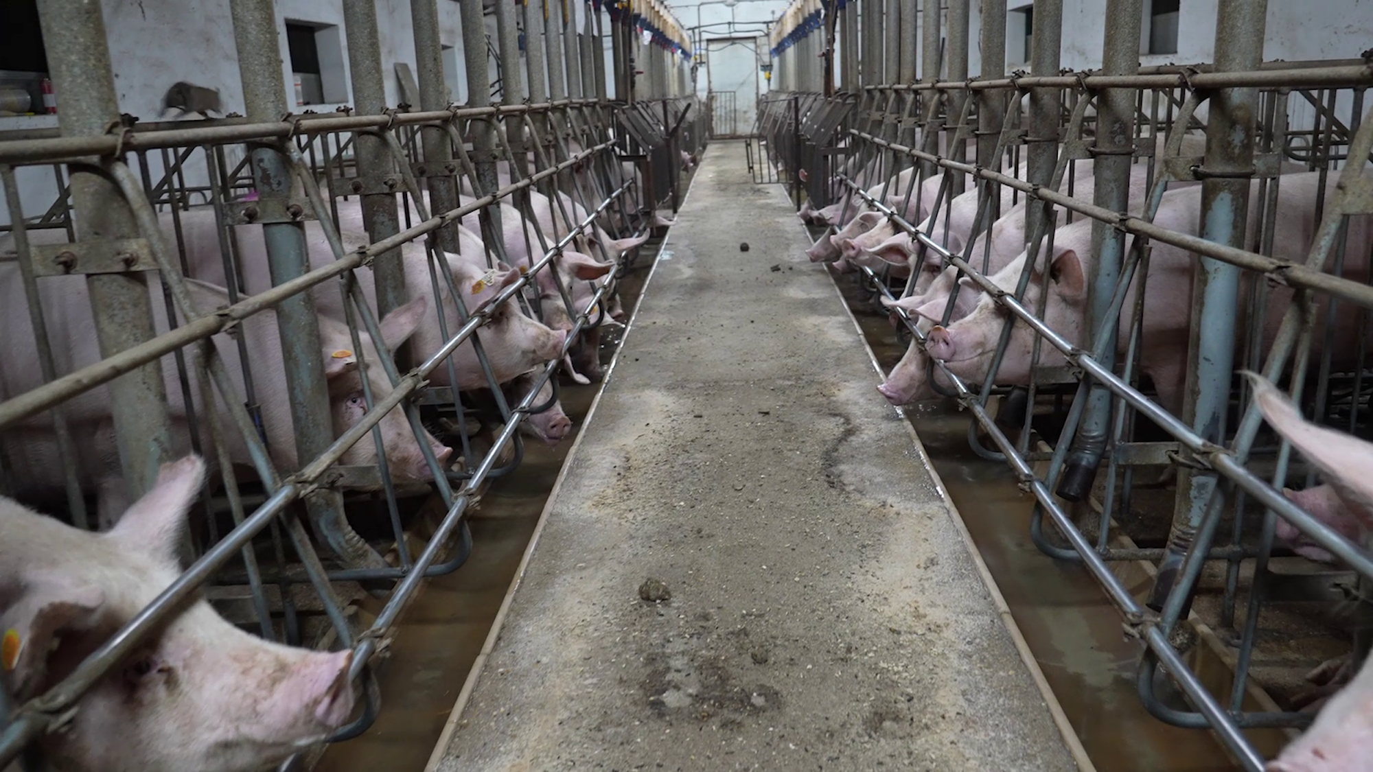 5000 Schweine werden in dem skandalösen Betrieb in Nordspanien gehalten, in insgesamt fünf Ställen. Das Fleisch der Qual-Schweine landete auch in deutschen Filialen.