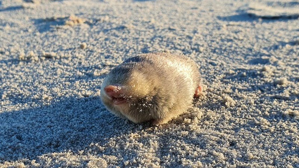 De Wintons Goldmull, eine kaum erforschte und fast ausgestorbene Art: Ein Exemplar wurde zufällig von einem Hund am Strand entdeckt.